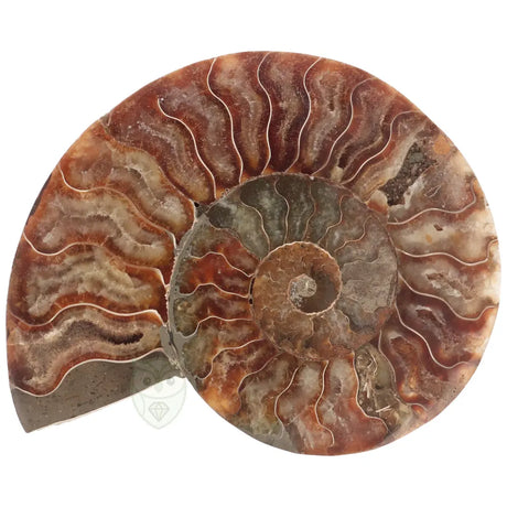 Ammoniet fossiel paartje nr. 70 - 523 gram | Fossiel kopen