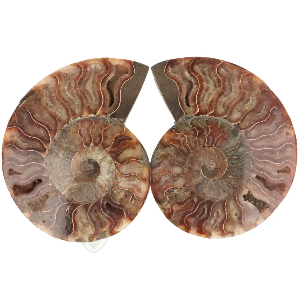 Ammoniet fossiel paartje nr. 70 - 523 gram | Fossiel kopen
