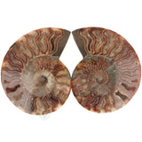 Ammoniet fossiel paartje nr. 70 - 523 gram | Fossiel kopen