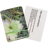 natuur kaarten coachings kaarten set
