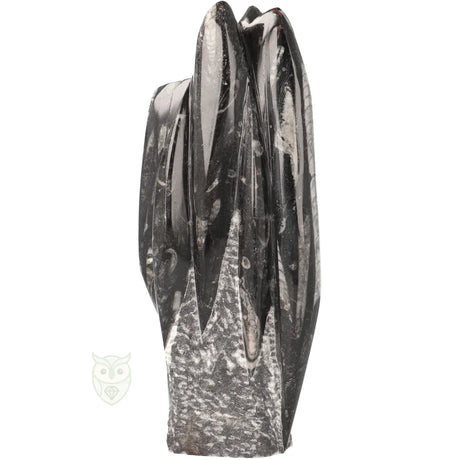 Orthoceras fossiel decoratie 1498 gram gepolijst oppervlak