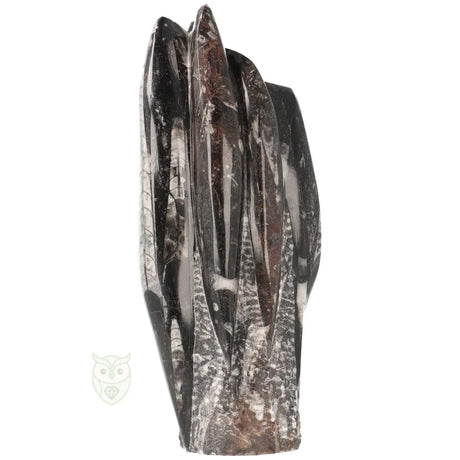 Orthoceras fossiel steen 1498 gram uniek exemplaar