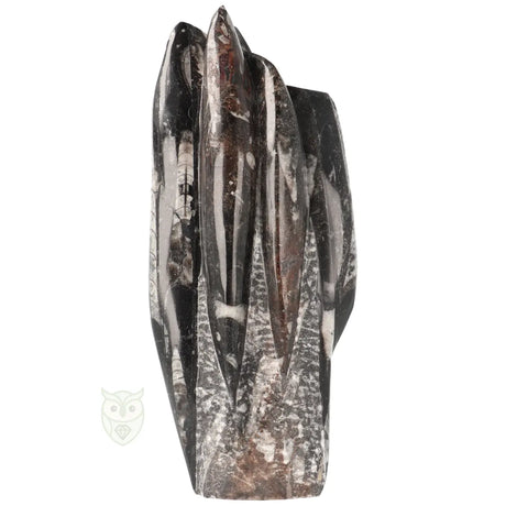 Orthoceras sculptuur 1498 gram met lange fossielvormen