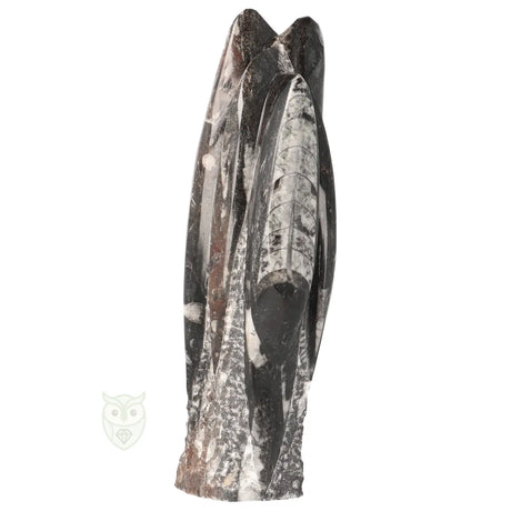 Fossiel orthoceras sculptuur 1498 gram met natuurlijke patronen