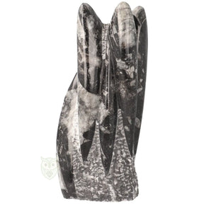 Orthoceras sculptuur nr. 41 met zichtbare fossiele schelpen en gepolijste afwerking