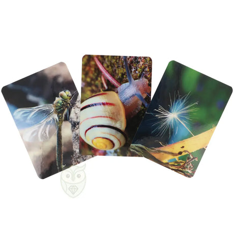 verbinding met de natuur kaarten dagaz spierts