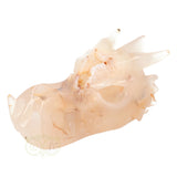 Agaat Drakenschedel 398 gram