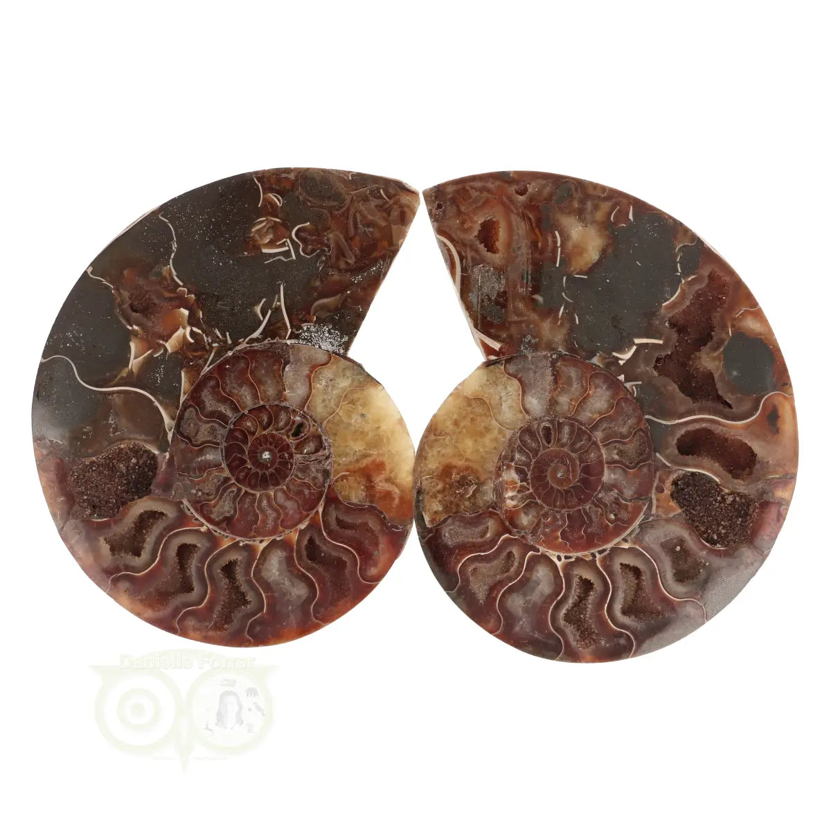 Ammoniet Fossiel paartje Nr 58