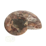 Ammoniet Fossiel paartje Nr 58