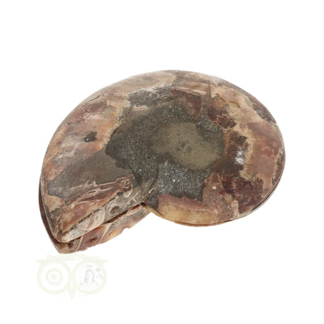 Ammonite Fossil Pair No. 58 - 331 grams | Buy Fossil