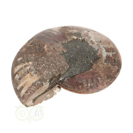Ammonite Fossil Pair No. 59 - 425 grams | Buy Fossil