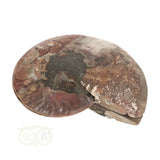 Ammonitenfossilienpaar Nr. 59