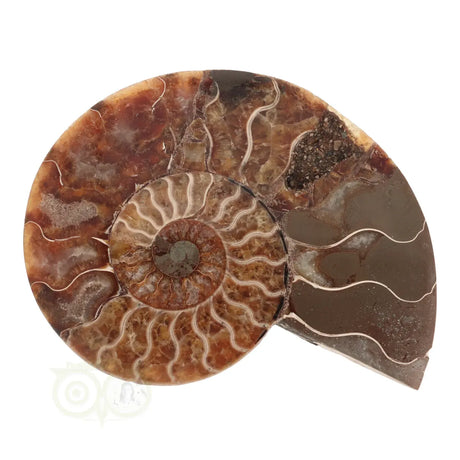 Ammonite Fossil Pair No. 59 - 425 grams | Buy Fossil