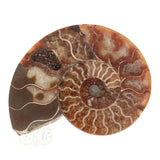 Ammonitenfossilienpaar Nr. 59