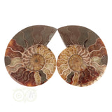 Ammoniet Fossiel paartje Nr 60