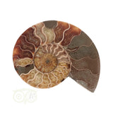 Ammoniet Fossiel paartje Nr 60