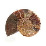 Ammoniet Fossiel paartje Nr 60