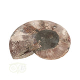 Ammoniet Fossiel paartje Nr 60