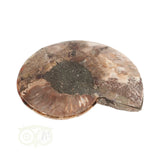Ammoniet Fossiel paartje Nr 60