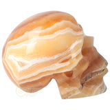 Calciet schedel 1 Kg