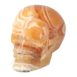 Calciet schedel 1 Kg