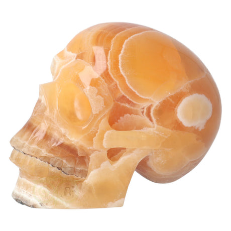 Calciet schedel 1 Kg