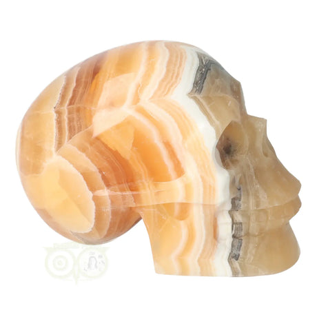 calciet skull groot 636 gram