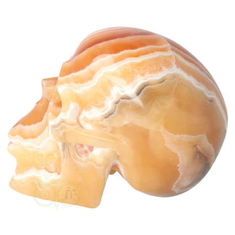 Calciet schedel 2.7 kilogram