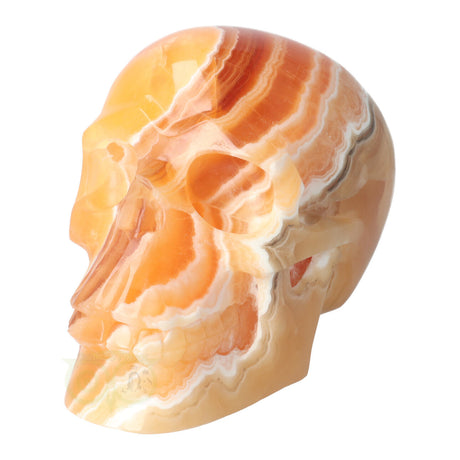 Calciet schedel 2.7 kilogram