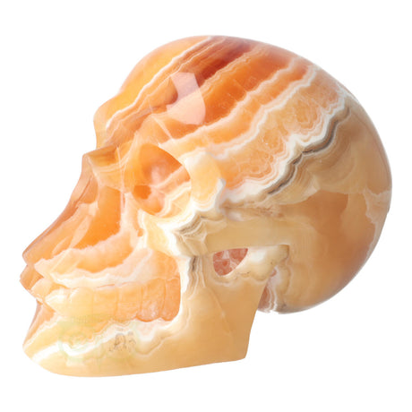 Calciet schedel 2.7 kilogram