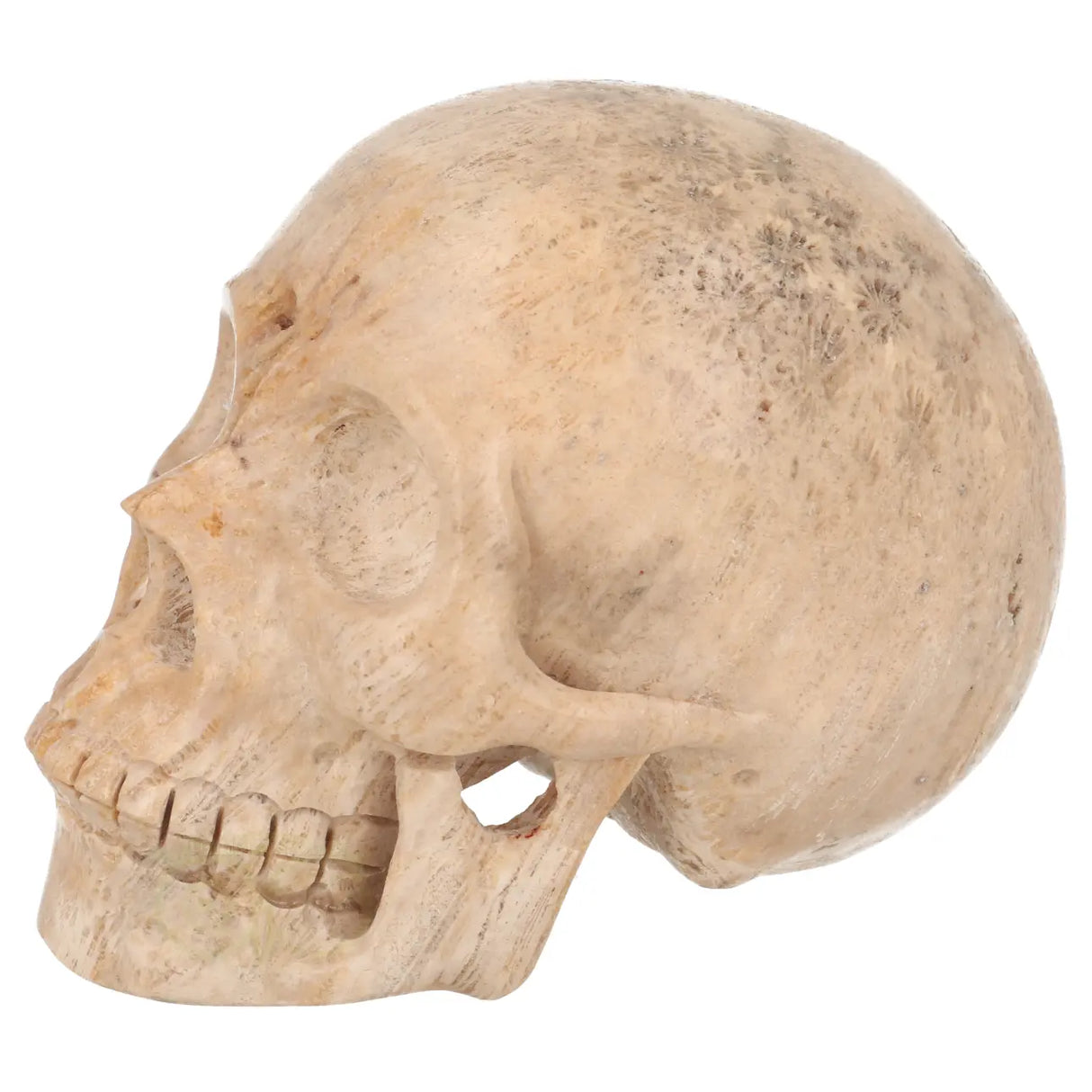 Fossiel koraal kristallen schedel XL 593 gram