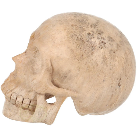 fossiel koraal crystal skull xl met unieke patronen