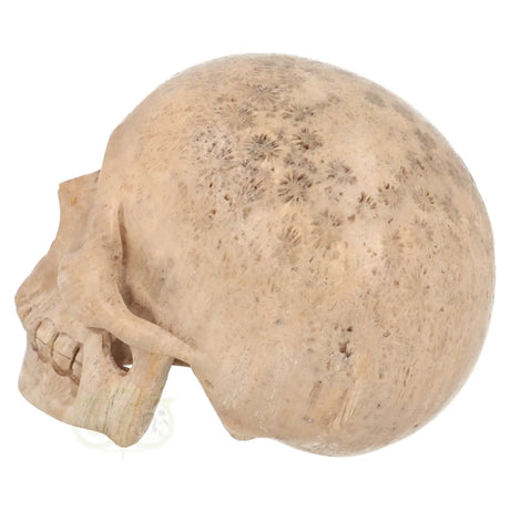 edelstenen schedel fossiel koraal 593 gram uniek exemplaar