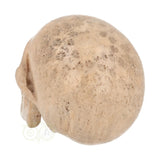 Fossiel koraal kristallen schedel XL 593 gram