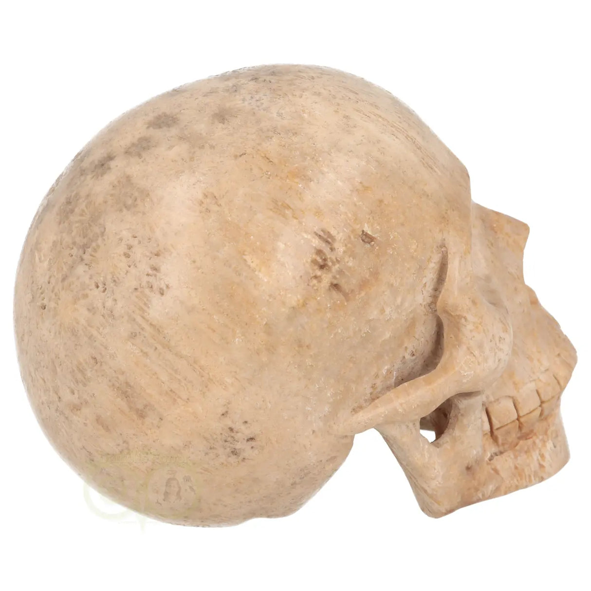 Fossiel koraal kristallen schedel XL 593 gram