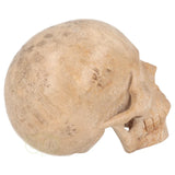 Fossiel koraal kristallen schedel XL 593 gram