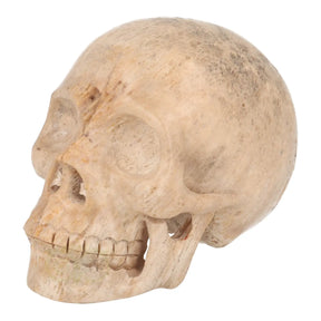 fossiel koraal kristallen schedel xl 593 gram edelsteen