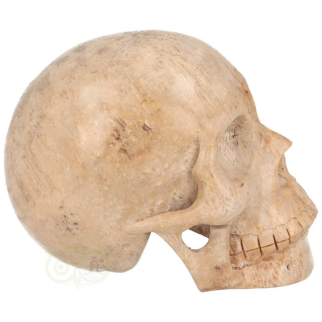fossiel koraal crystal skull met aardse kleuren en structuur
