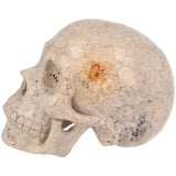 Fossiel koraal kristallen schedel XL 621 gram