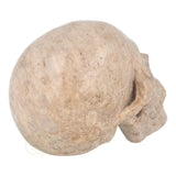 Fossiel koraal kristallen schedel XL 621 gram