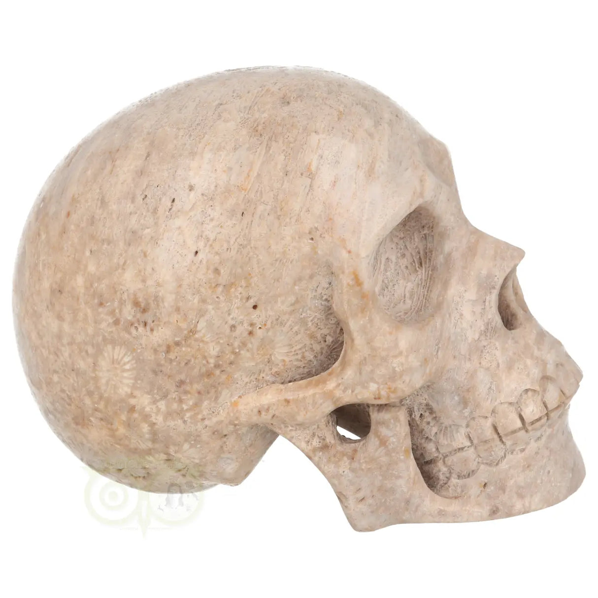 Fossiel koraal kristallen schedel XL 621 gram