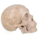 Fossiel koraal kristallen schedel XL 621 gram