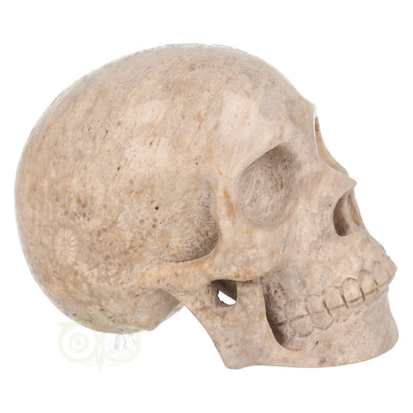 fossiel koraal crystal skull met natuurlijke tekening