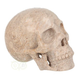 Fossiel koraal kristallen schedel XL 621 gram