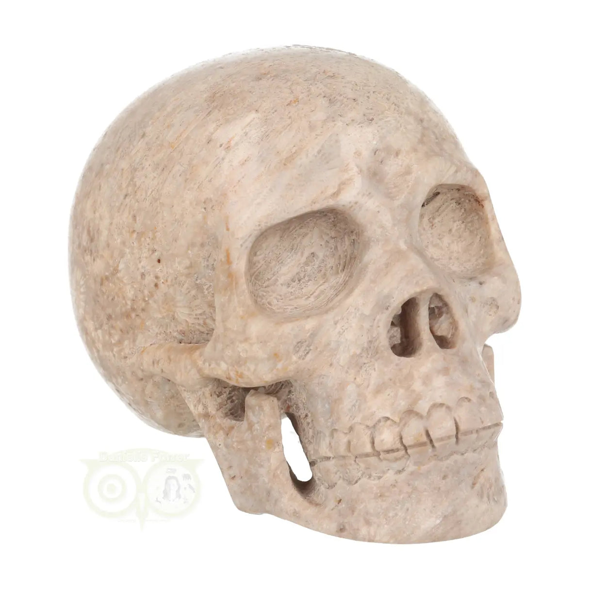 Fossiel koraal kristallen schedel XL 621 gram