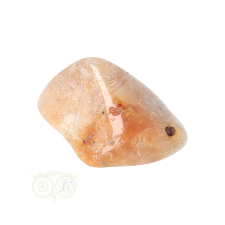 Fossiler Korallentrommelstein Nr. 14