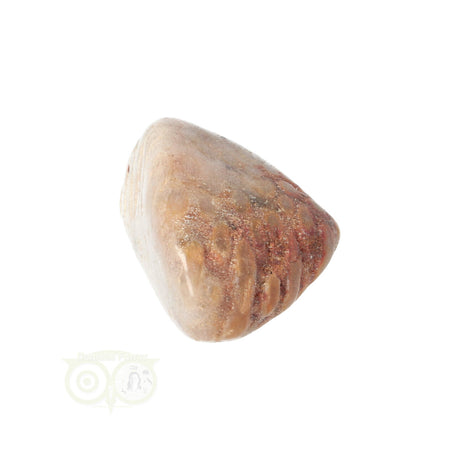 Fossiler Korallentrommelstein Nr. 15