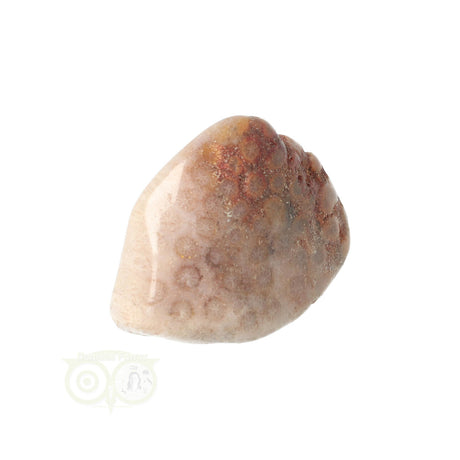 Fossiler Korallentrommelstein Nr. 15