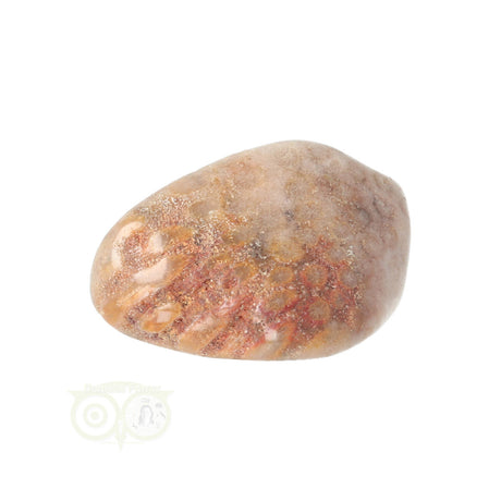 Fossiler Korallentrommelstein Nr. 15