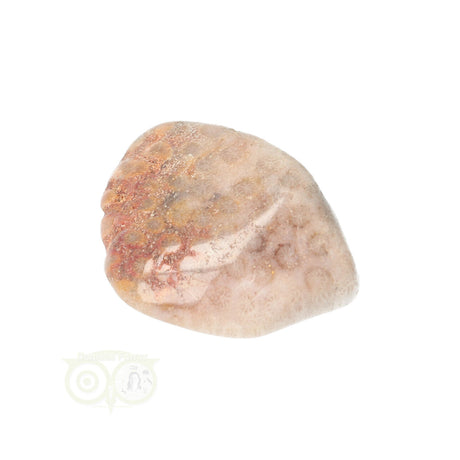 Fossiler Korallentrommelstein Nr. 15